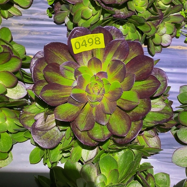 0498花月夜多肉植物