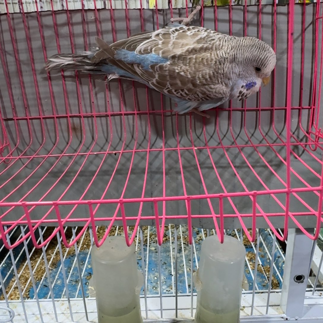 虎皮鹦鹉欧血大头虎皮鹦鹉