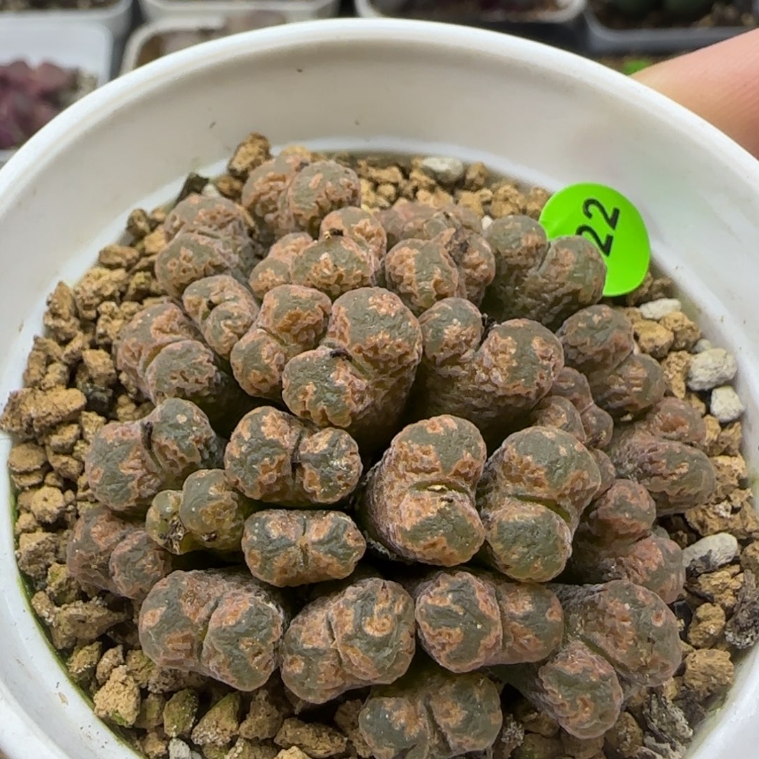 火柴头勋章群31头622