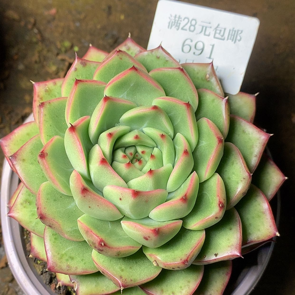 【闪购商品】云691号