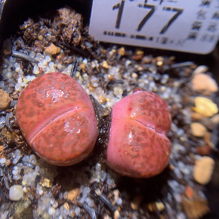 精品生石花214.177