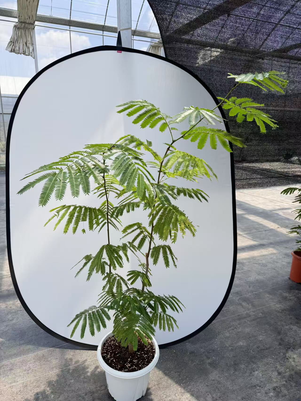 密叶猴耳环盆栽室内绿植观叶植物阳台热植（认准直播间一物一拍)