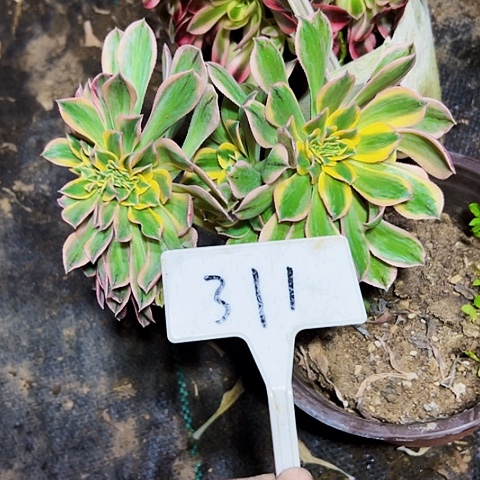 多肉植物灿烂缀花