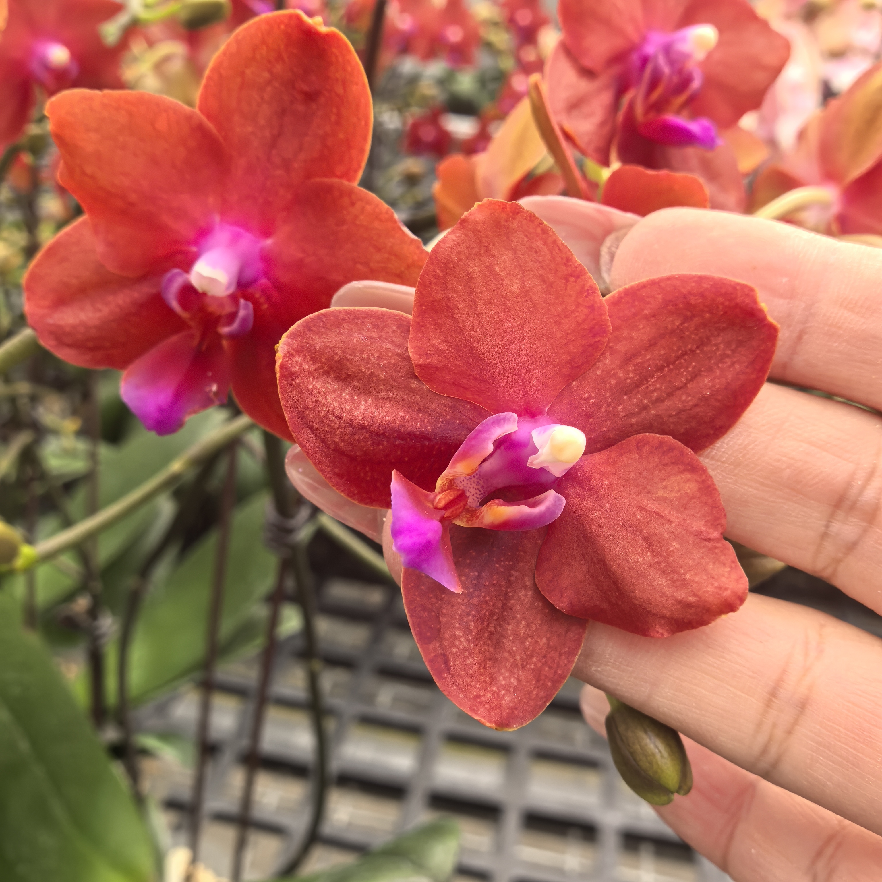 蝴蝶兰《柠檬香》浓香型 精品室内花卉 基地直发