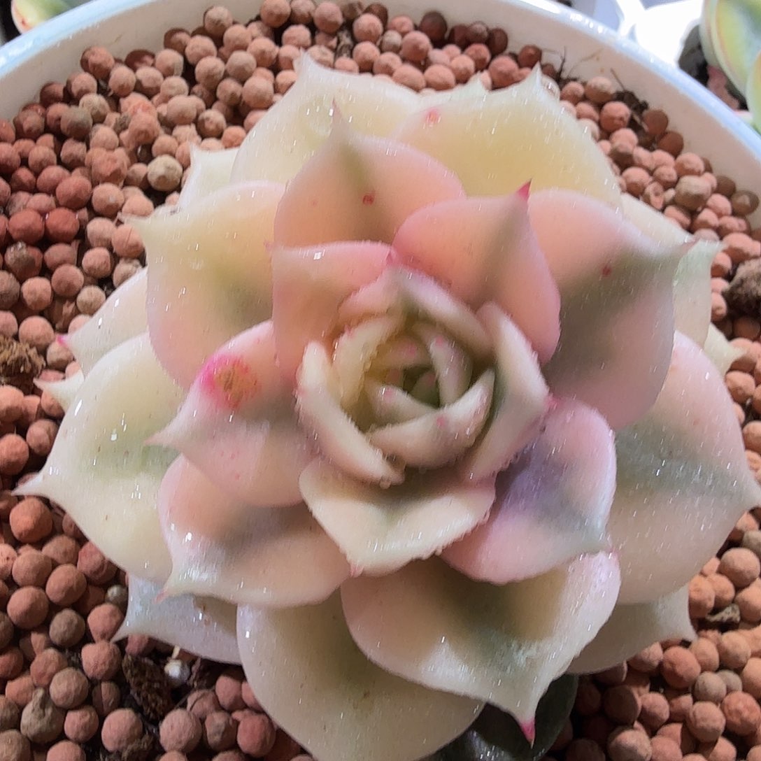 贝加尔湖锦，多肉植物