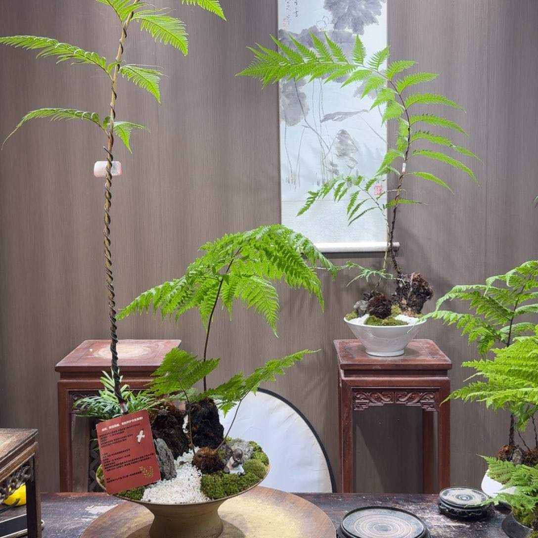 鼎***乐无花朵蕨类植物一物一拍