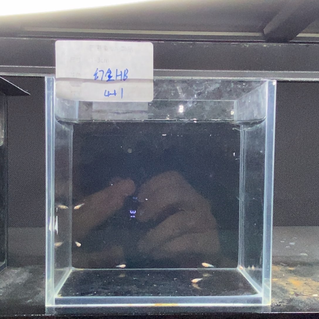 斗鱼包活不包损所见即所得021