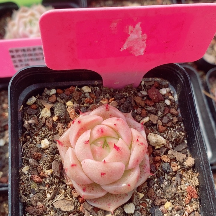 麦秆3.5cm多肉植物
