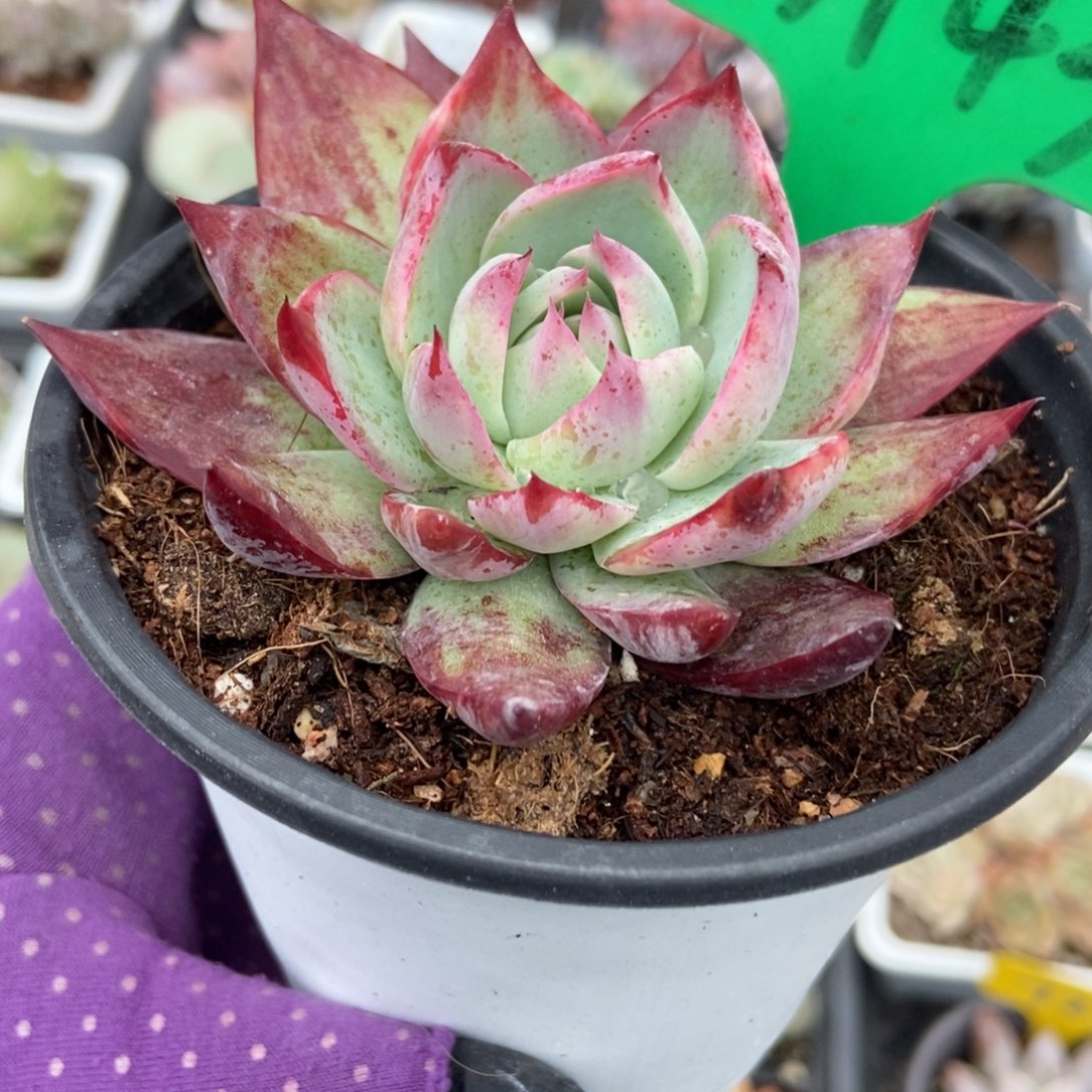 3143惊鸿仙子多肉植物