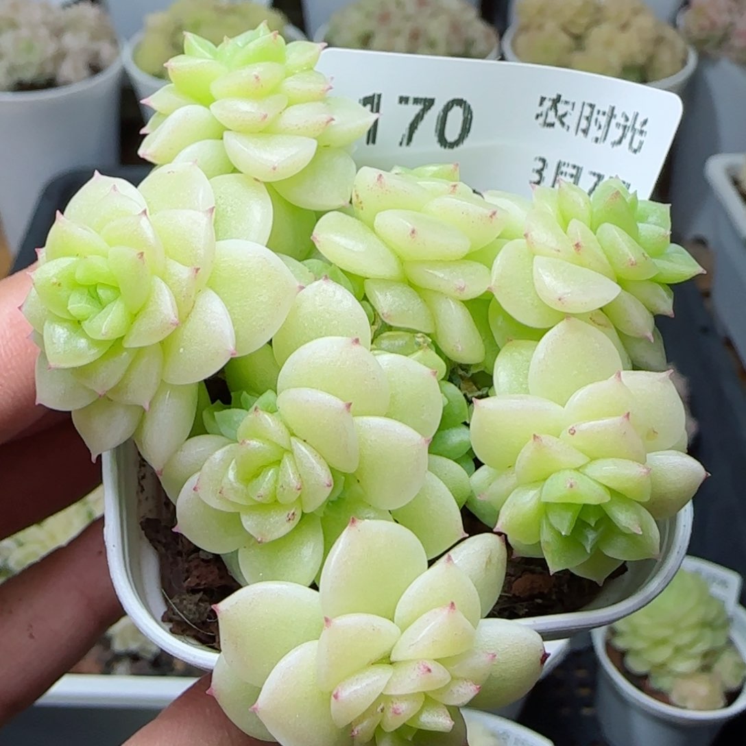 【闪购商品】0307-170优选麦杆