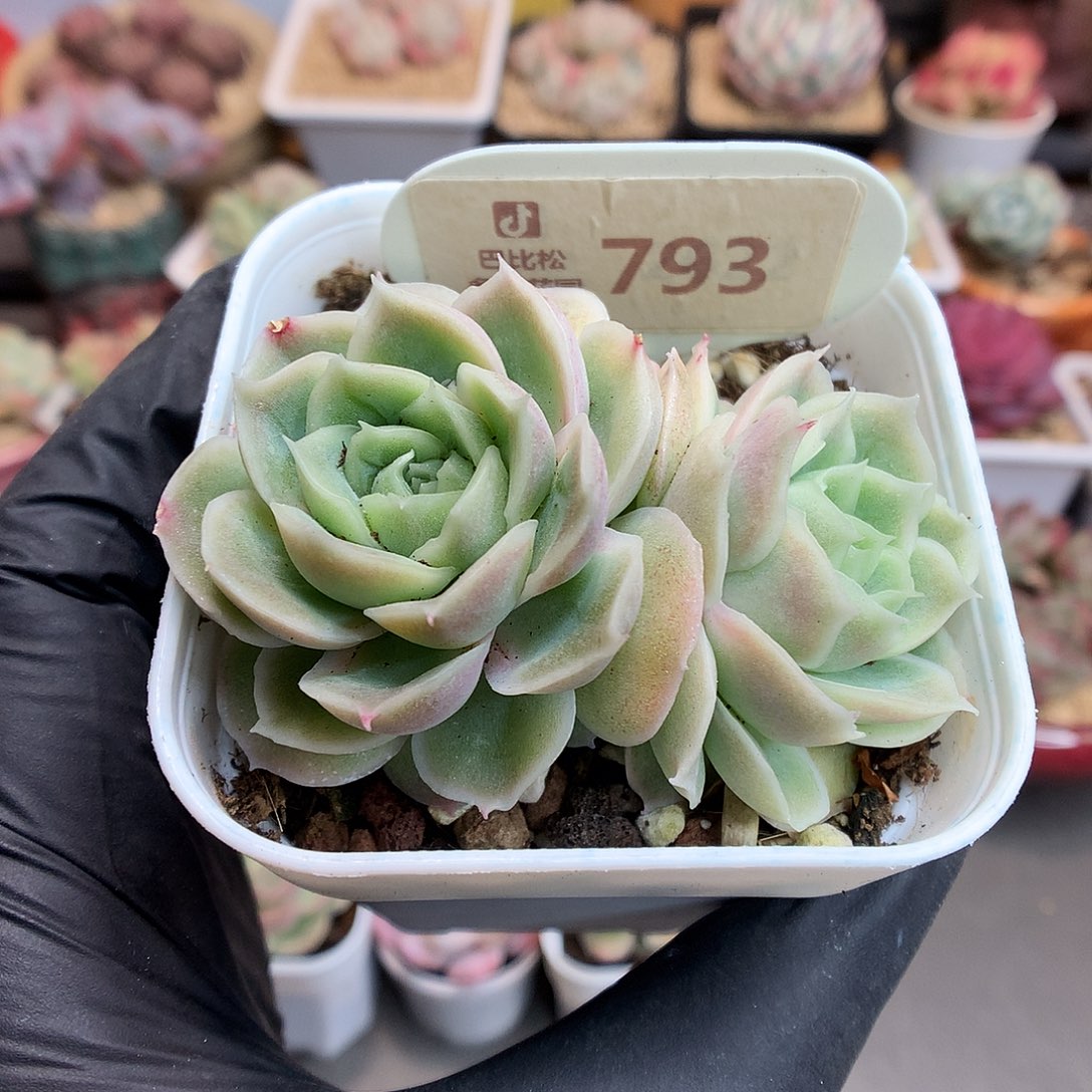 793 水晶虾饺多肉
