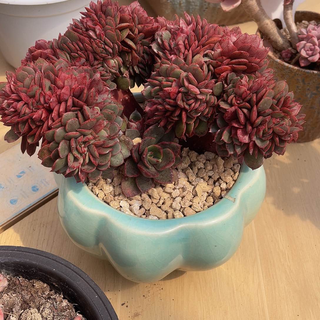 斯特拉缀化多肉多肉