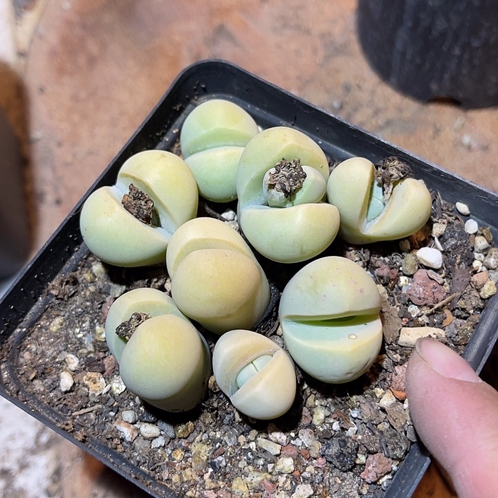 满38包邮2天凑单，脱土晾根发货多肉植物