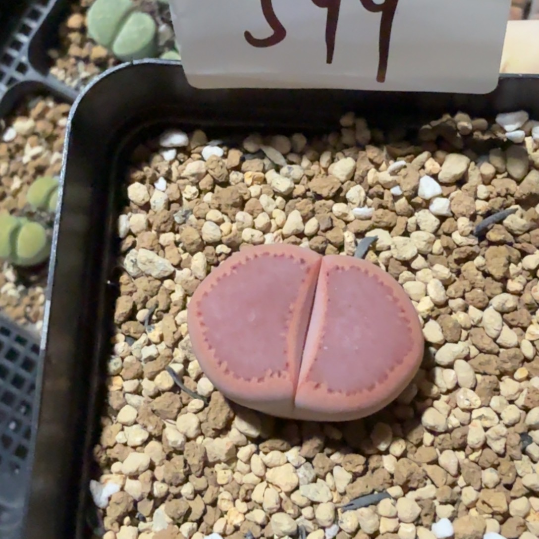 *****多肉多肉多肉9-599