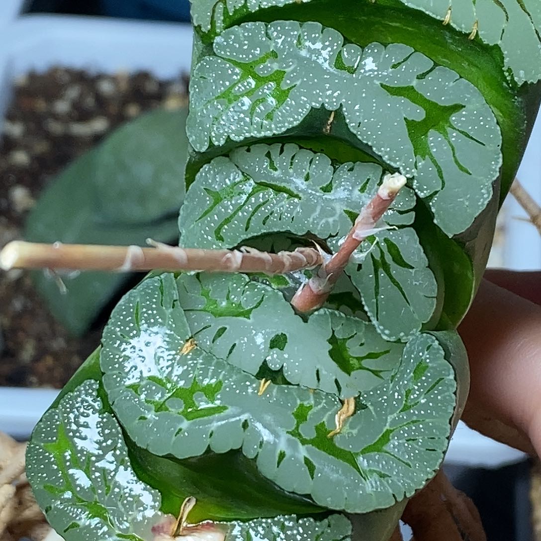 不带盆脱土裸根发货