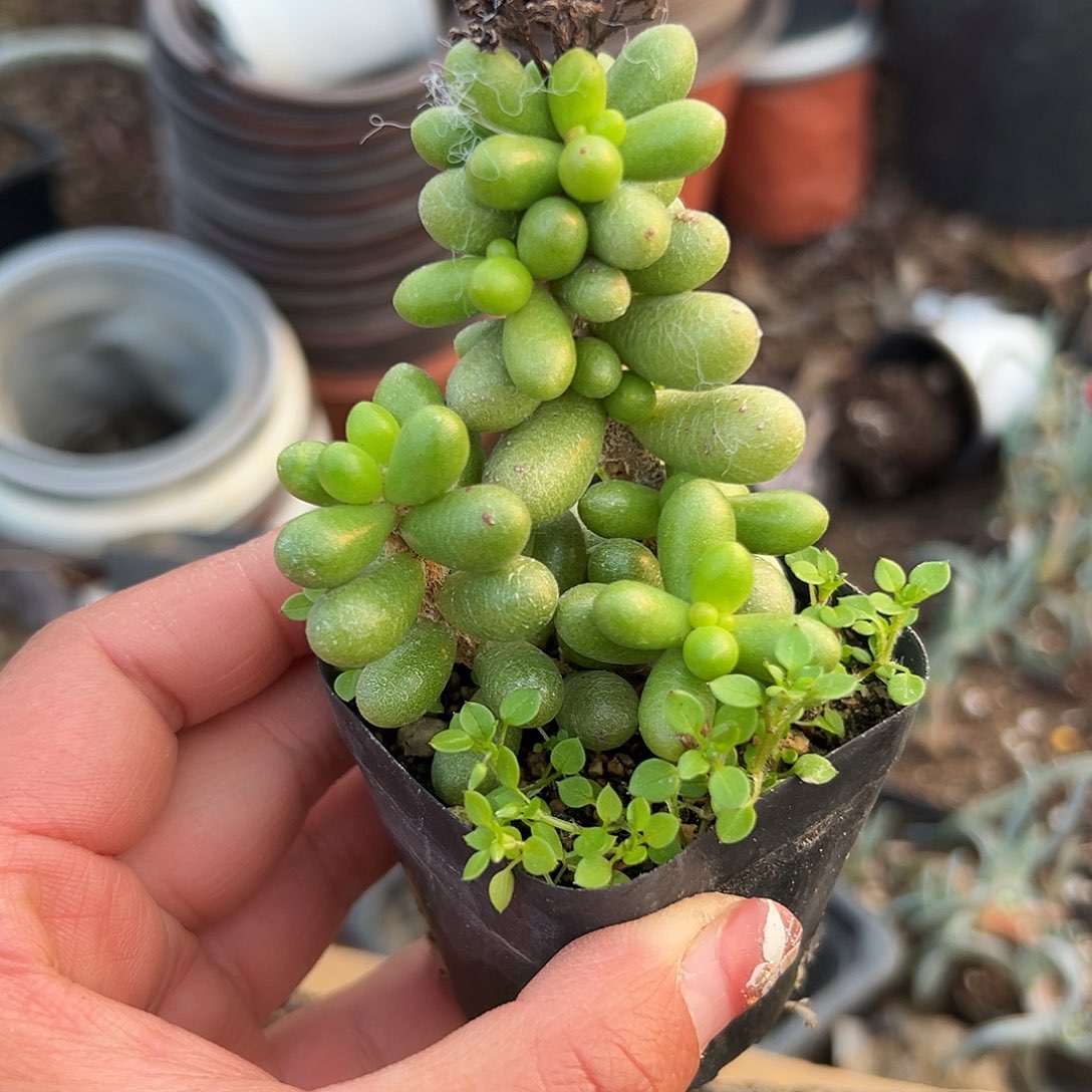 多肉植物绿龟卵群