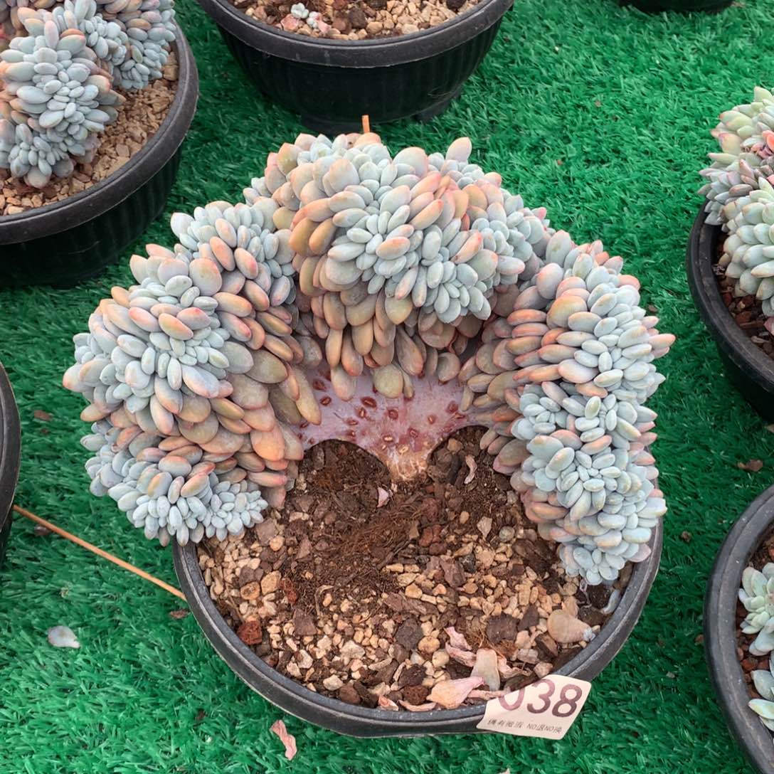 038粉兔缀多肉植物