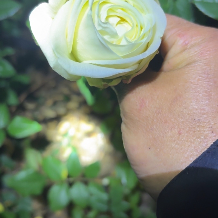 无花朵一加仑赤白