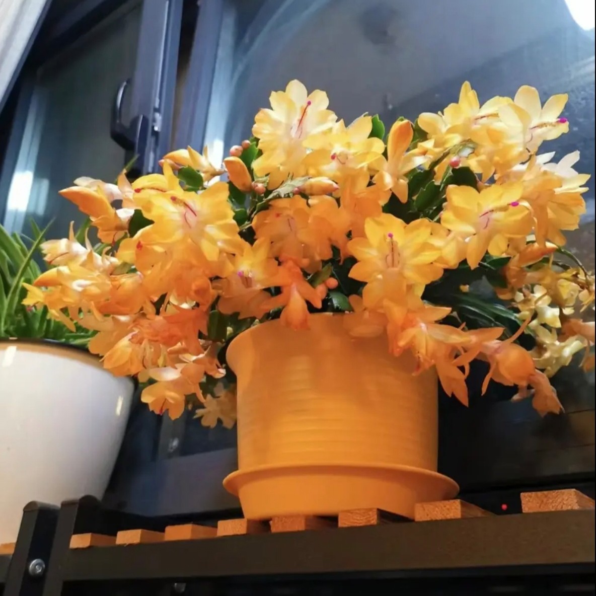黄色蟹爪兰室内花卉绿植盆栽好养易活原盆原土带花苞发货