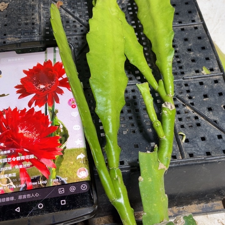 当前无花栽培后可以开花775