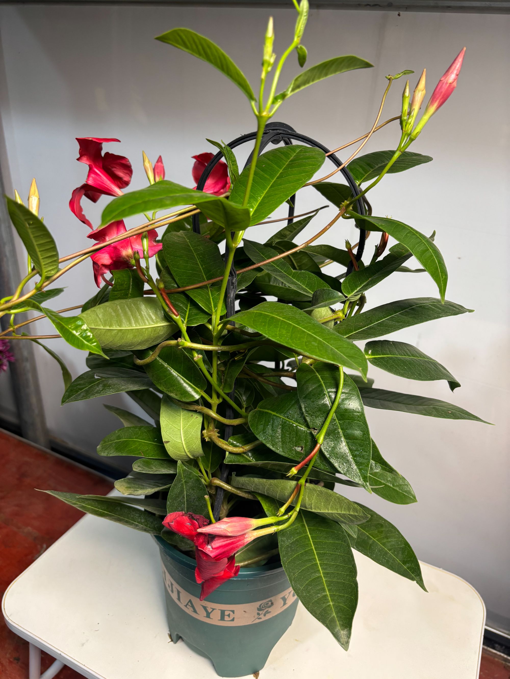 【飘香】爬藤耐热植物好养适合室内外庭院盆栽