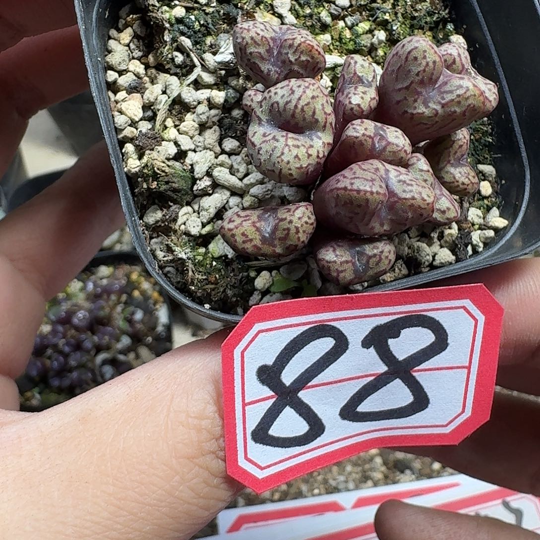 多肉植物的人生fgbb