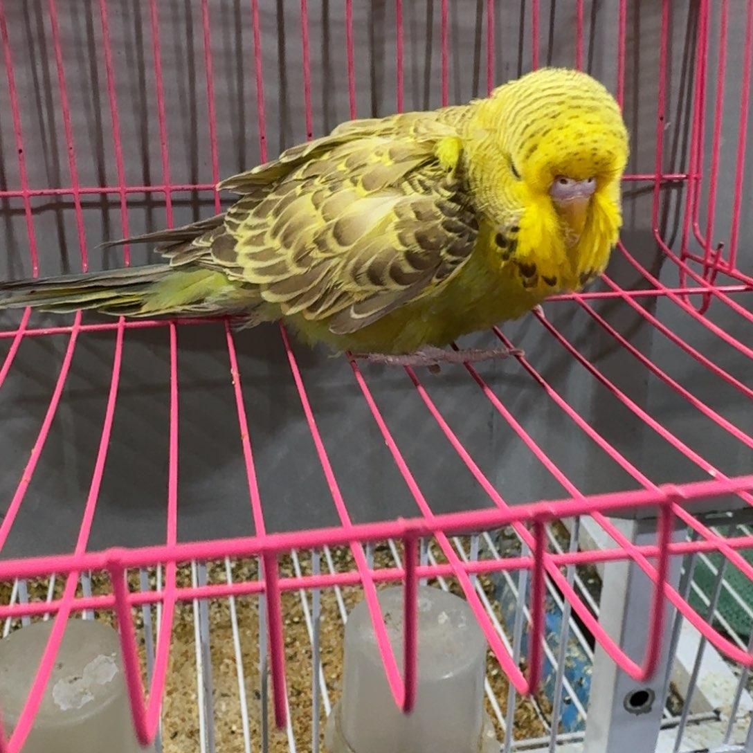 虎皮鹦鹉欧血大头虎皮鹦鹉