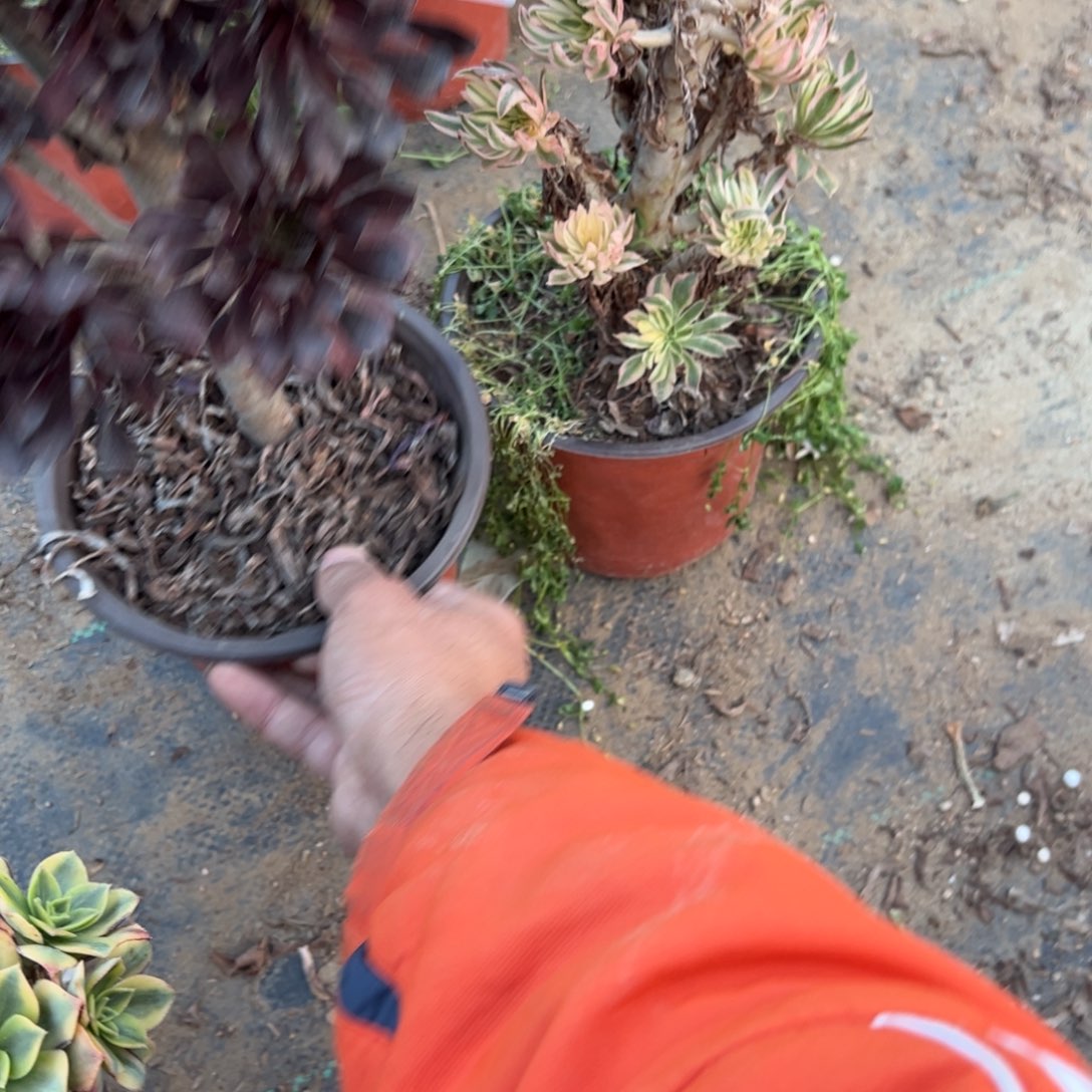 泽***平047两颗组合多肉植物法师多肉