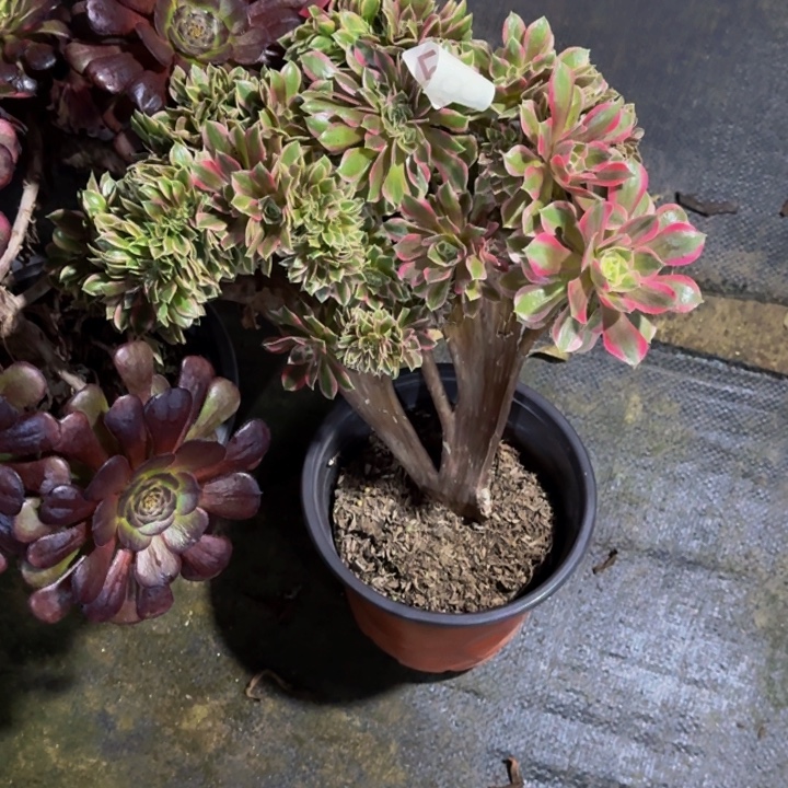 0000000518缀有老伤多肉植物