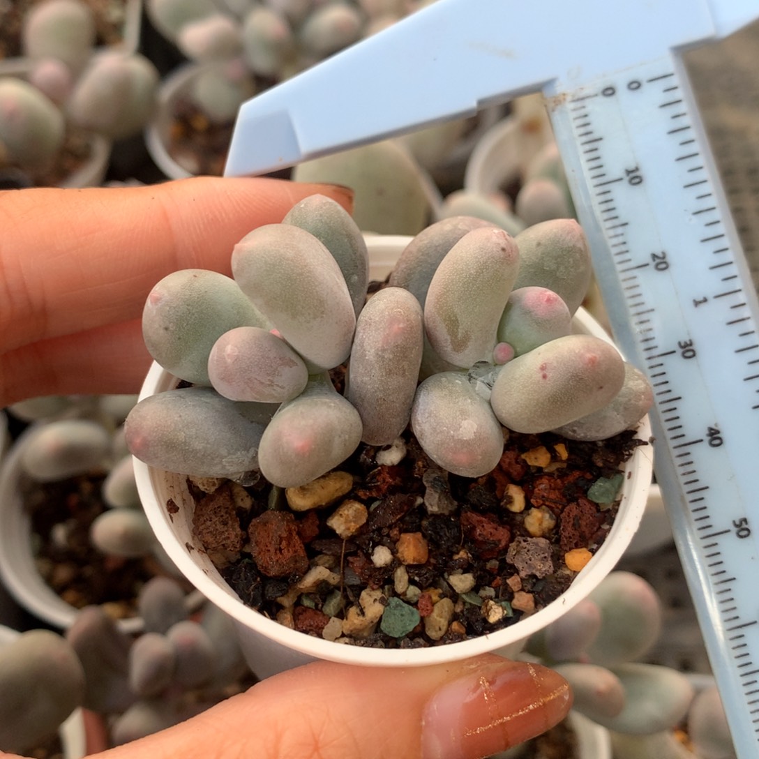 米可奶 不凑满28元发一片叶 不售后 到付