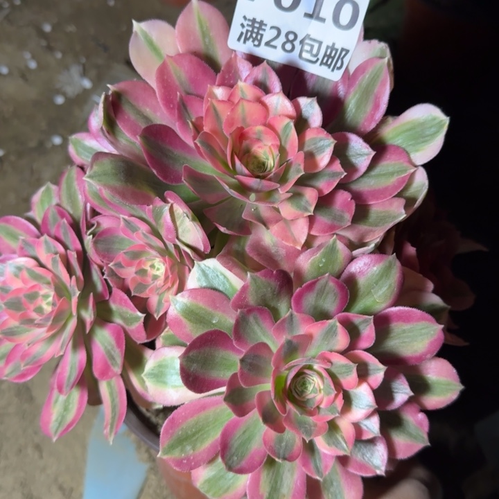 7010三号棚女巫多肉A