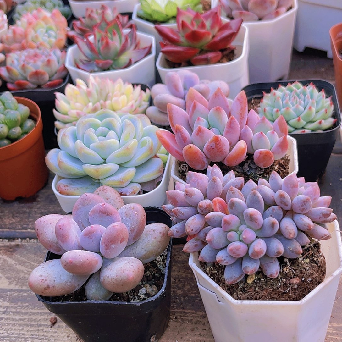 冰玉单头。桃美人。蓝舍。奥普