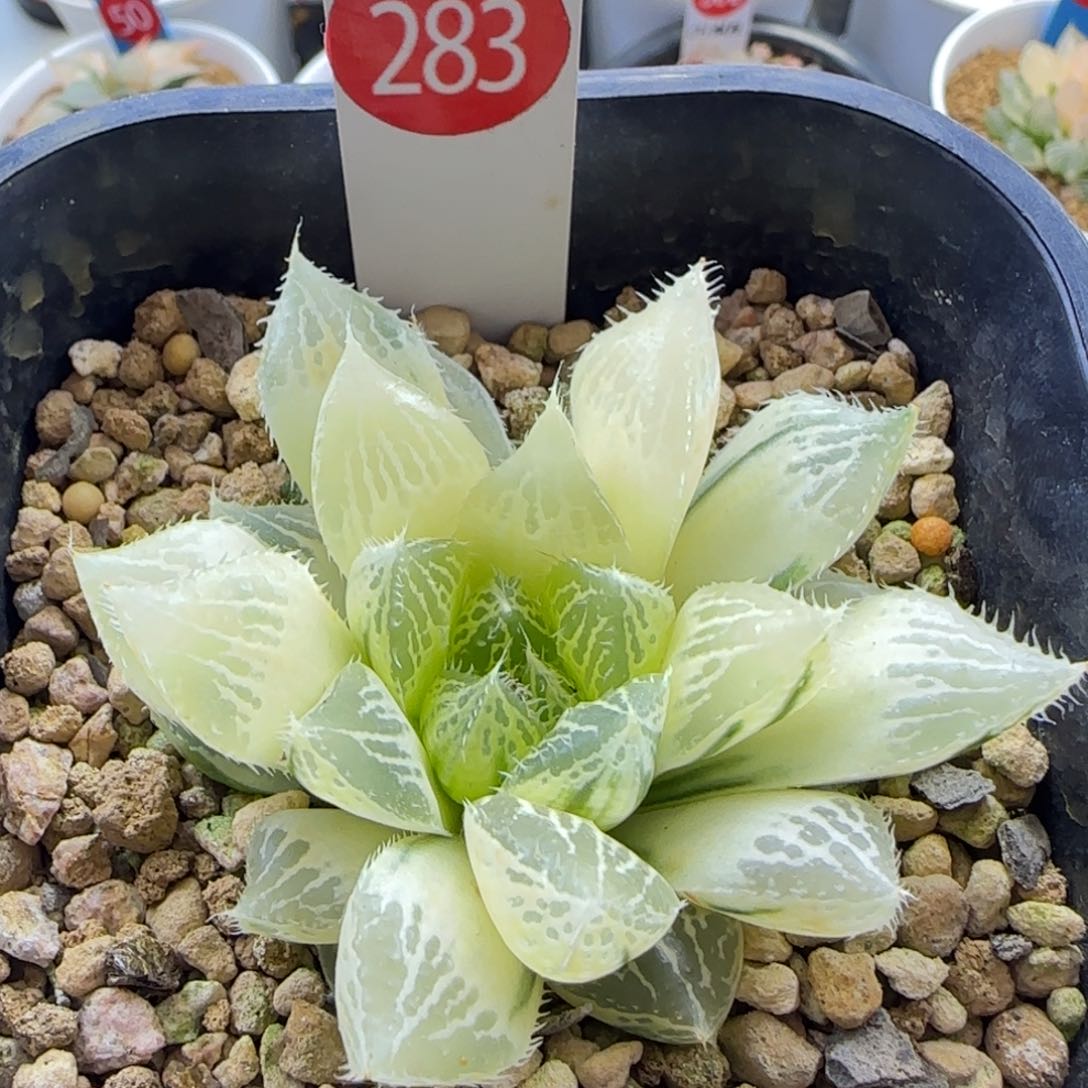 283号糊斑宝莲灯一物一拍带盆土