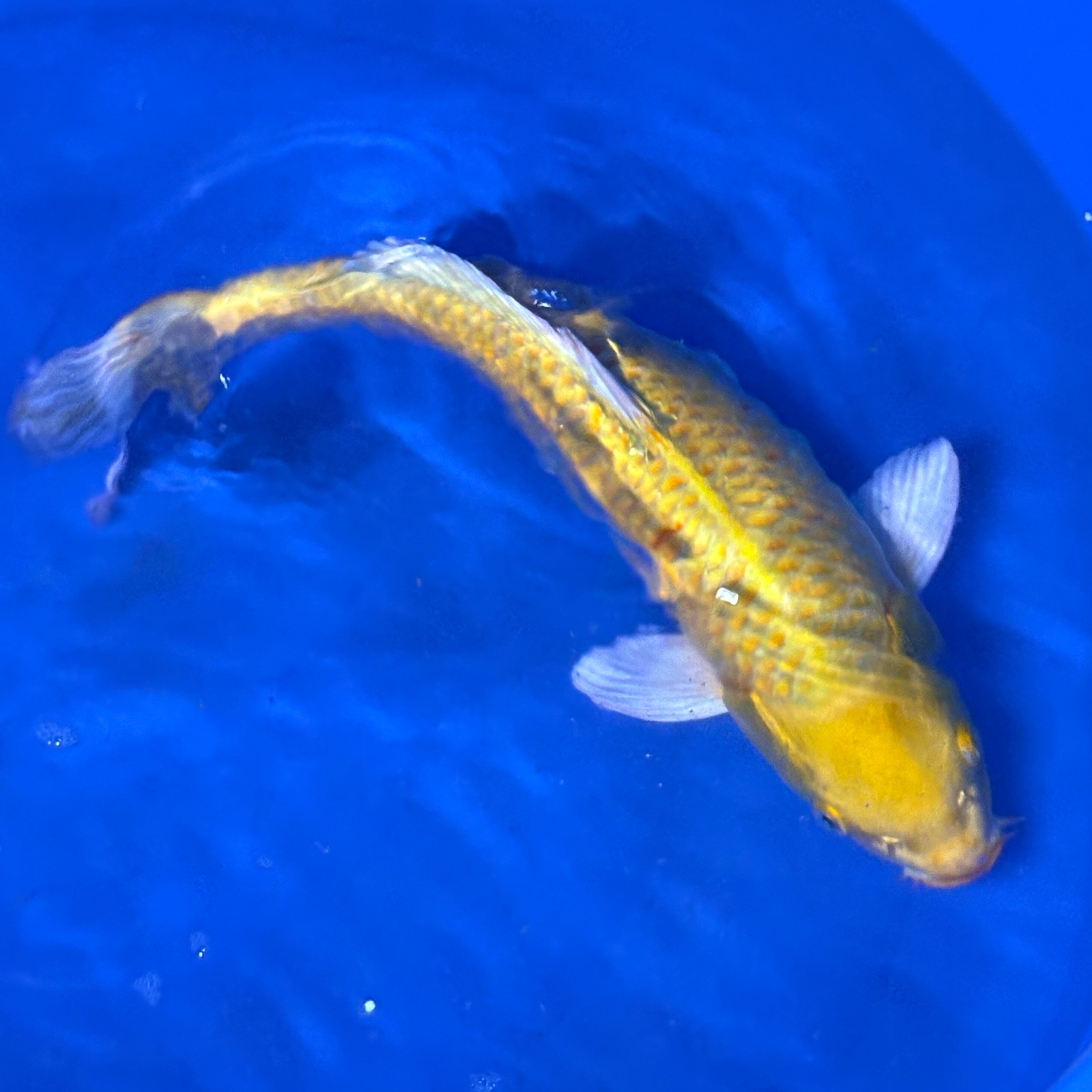 【黄金随机花色】瑞隆锦鲤纯种淡水鱼冷水鱼活体活耐活好养观赏鱼