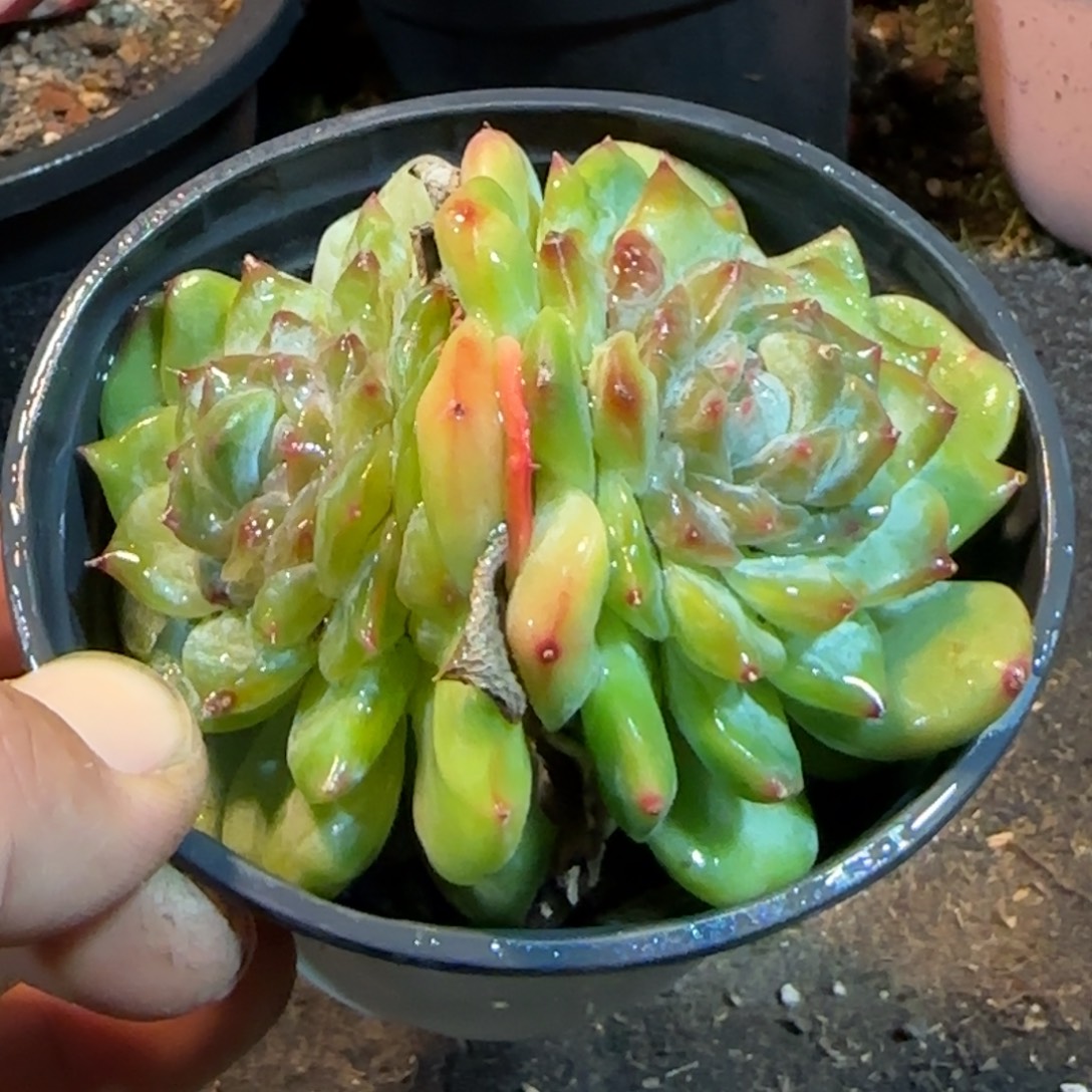 路体珍妮一物一拍包装收缩花旱