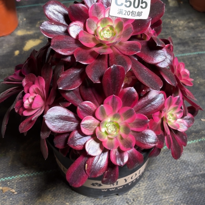 瑞妈一物一拍505