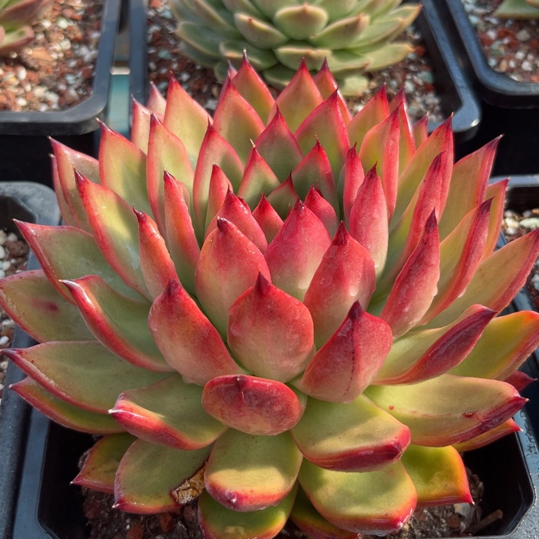 多肉植物一物一拍