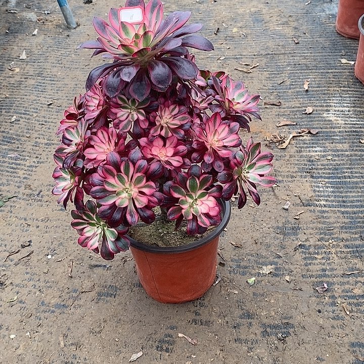 11，香奈儿多肉法师有修枝多肉法师