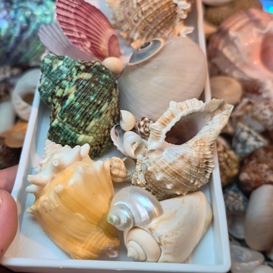 石材天然海螺贝壳