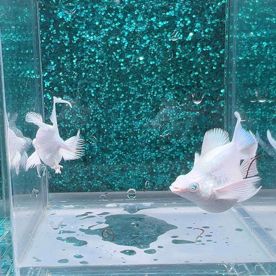 孔雀鱼瓷白玛丽一对0048