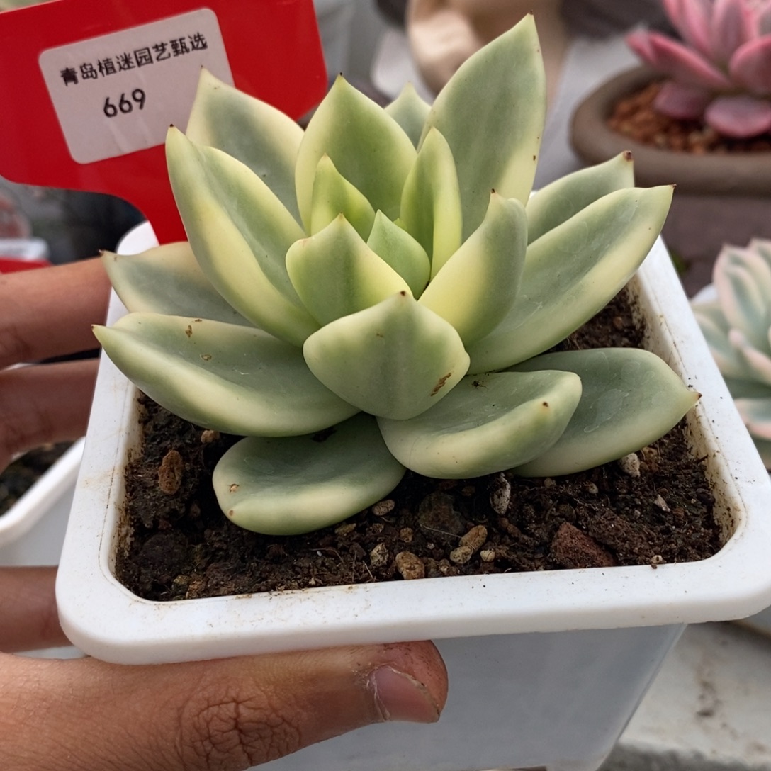 669号助之松锦多肉