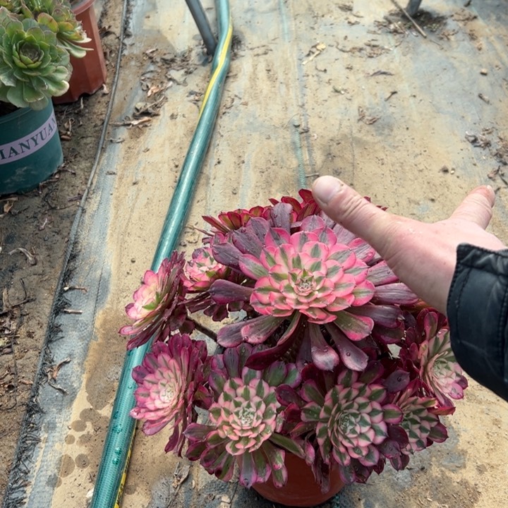 1红铜壶白多肉多肉