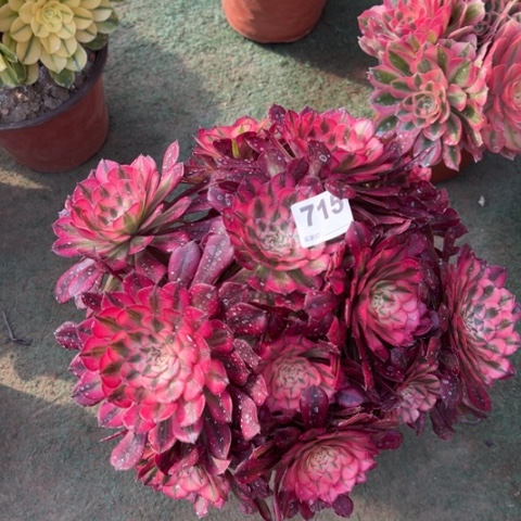 715铜壶锦朵朵多肉，