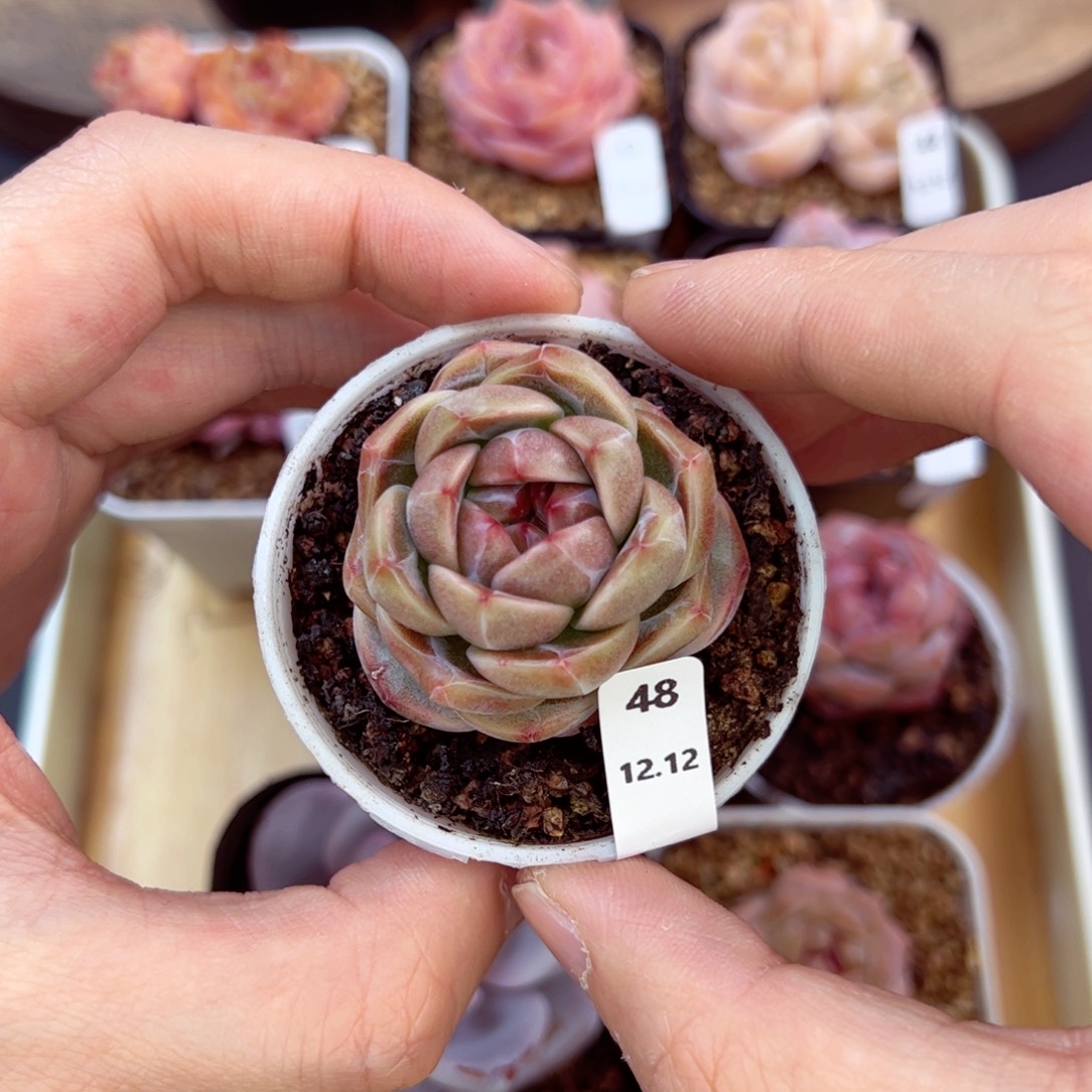 好好看48、哈哈哈哈