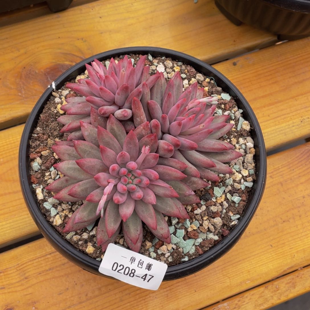 烟***生0208-47-虞美人。。。。？？