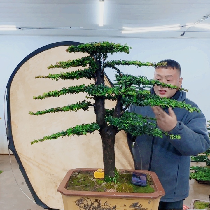 随***时无花朵盆景园林……