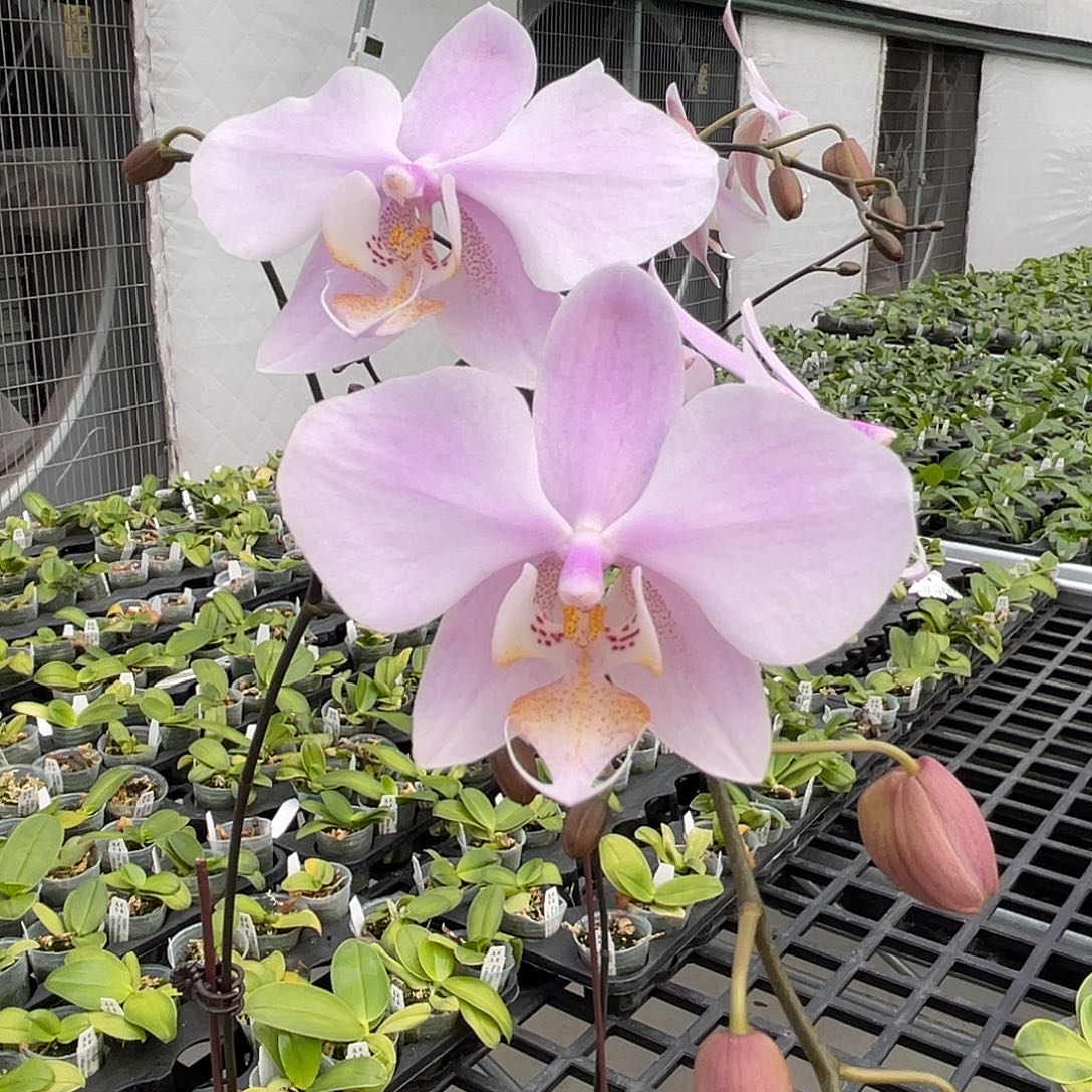 大量花朵（建议范围：8朵-15朵 或40%以上）编号025。2316