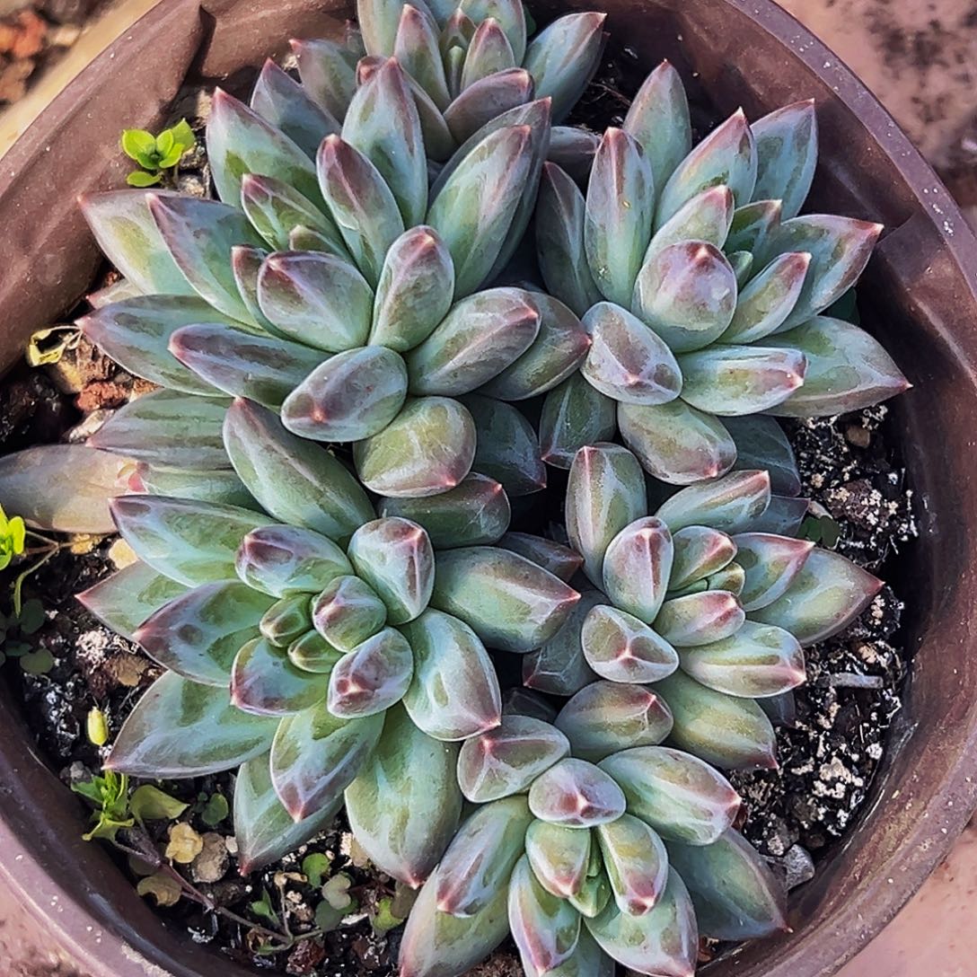 桔云多肉美人精品系列