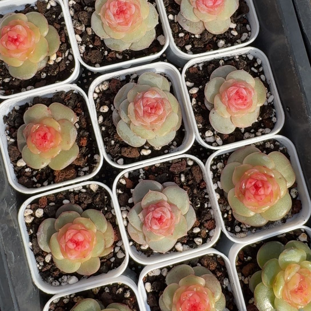 1212-070-芥末一颗量拍