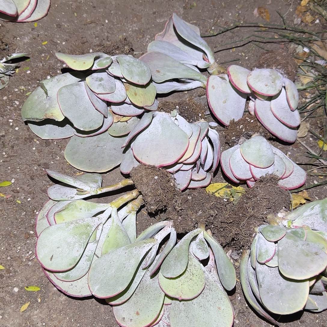 7颗送一颗8颗 来群的